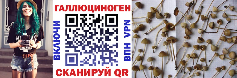Галлюциногенные грибы Cubensis  закладка  Вытегра 
